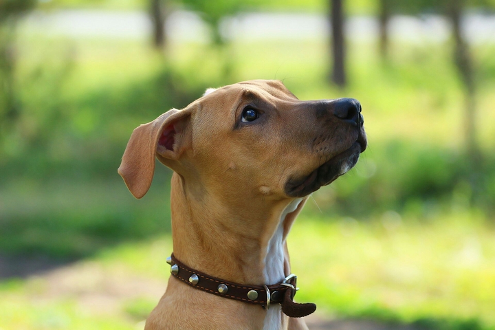 Dog......!!!!