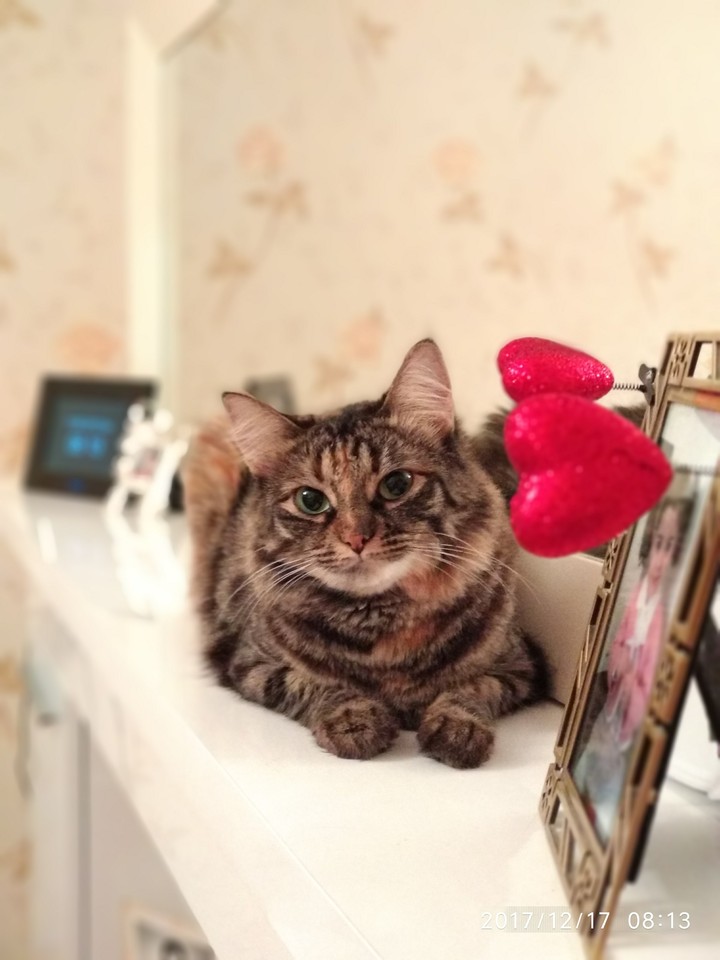 Love cat