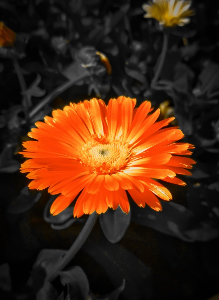 flower