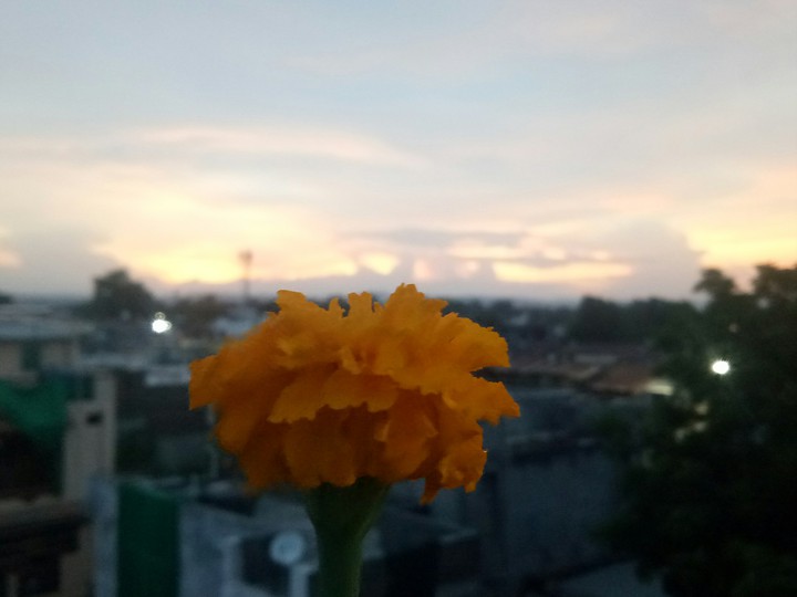 flower sunset