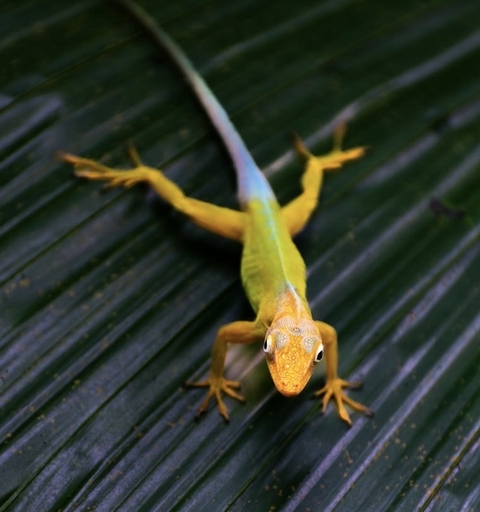 обои Yellow, gecko