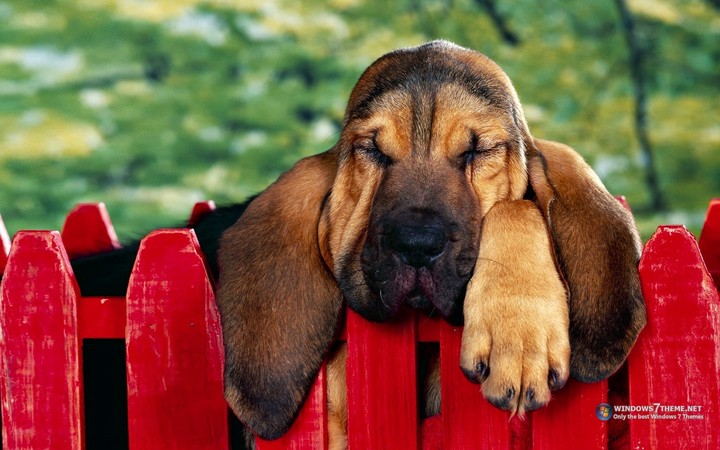 dog