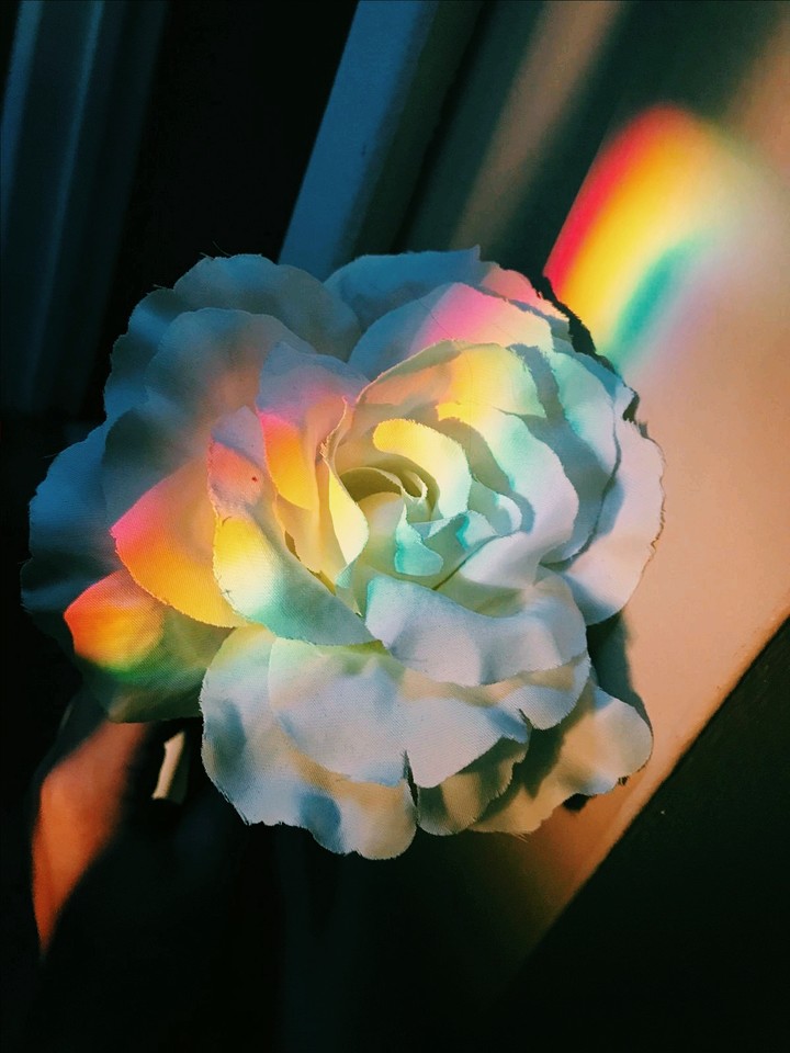 #rose #curcubeu