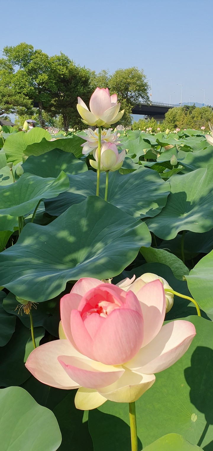 lotus