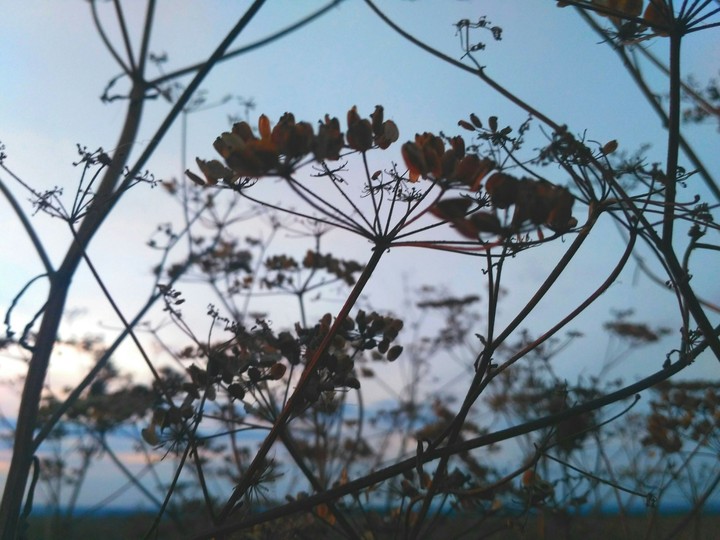 gentle evening