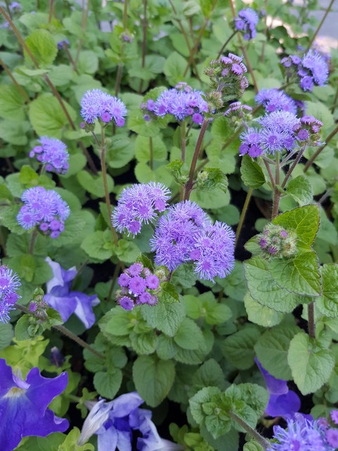 #purple