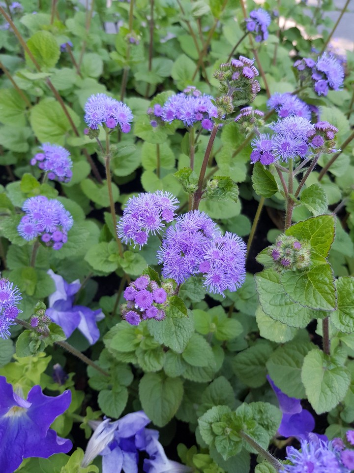 #purple