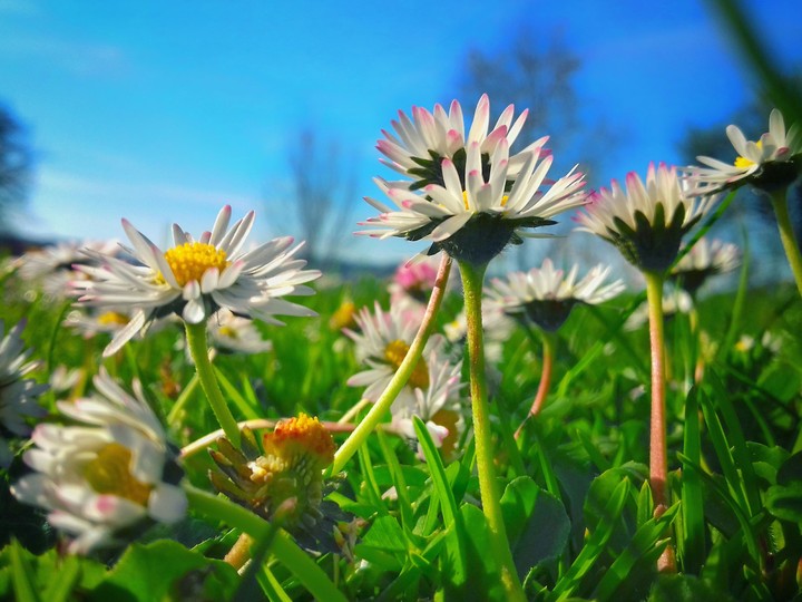 White flowers