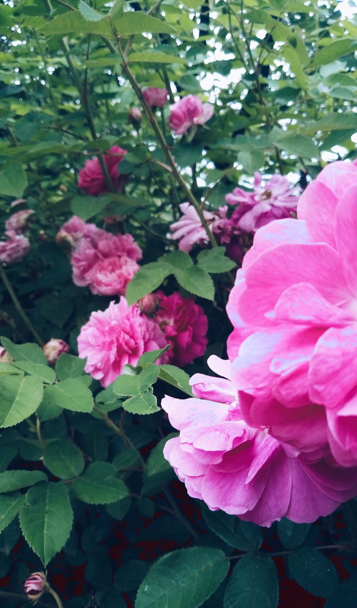 Pink roses