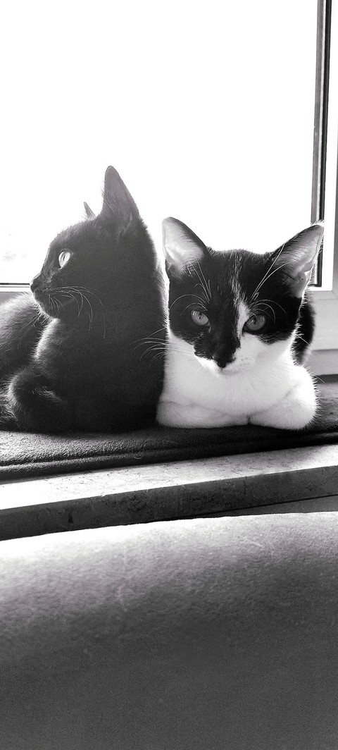 Cats in black and white