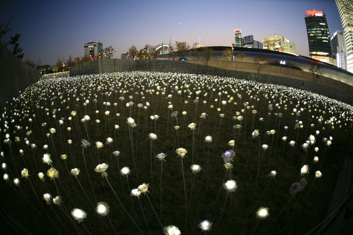 LIGHT FLOWERS IN DDP