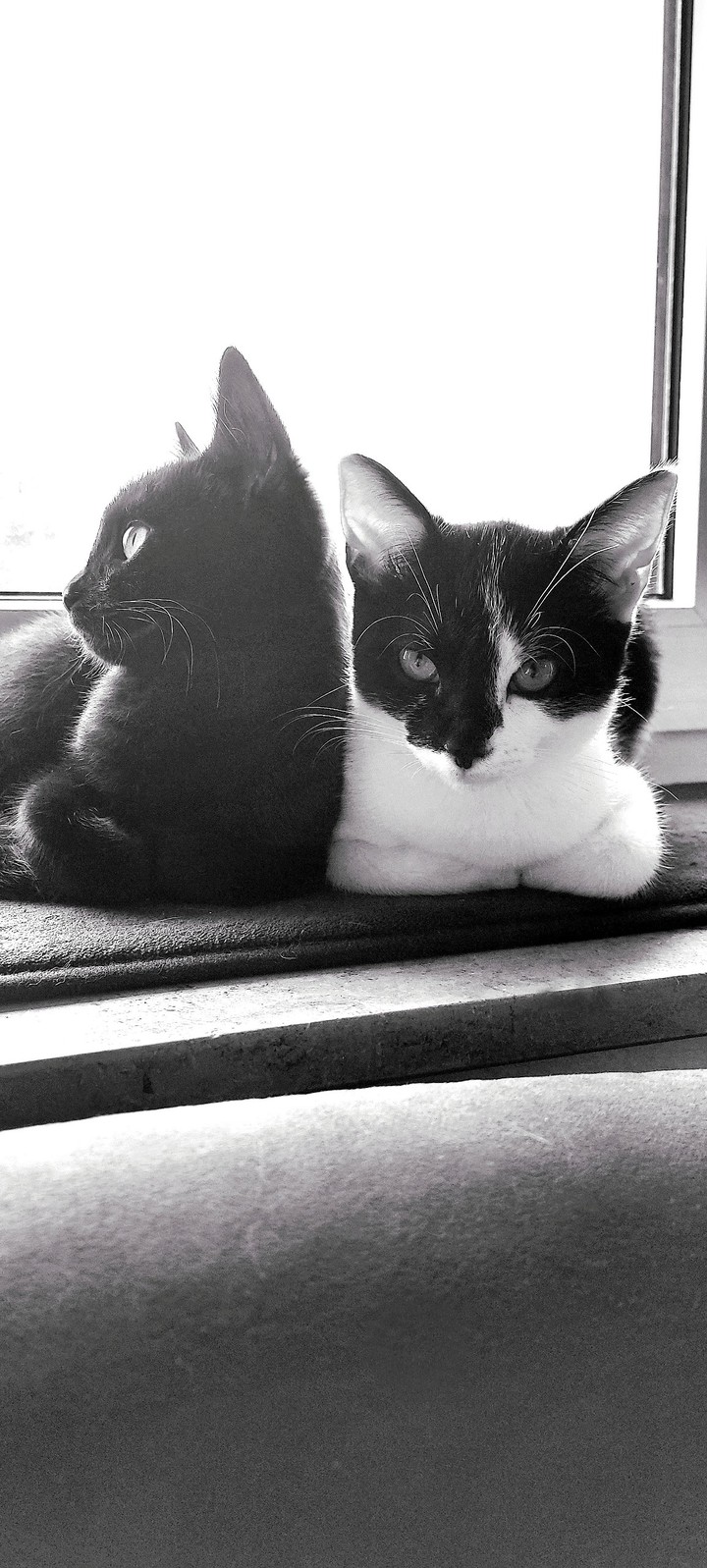 Cats in black and white