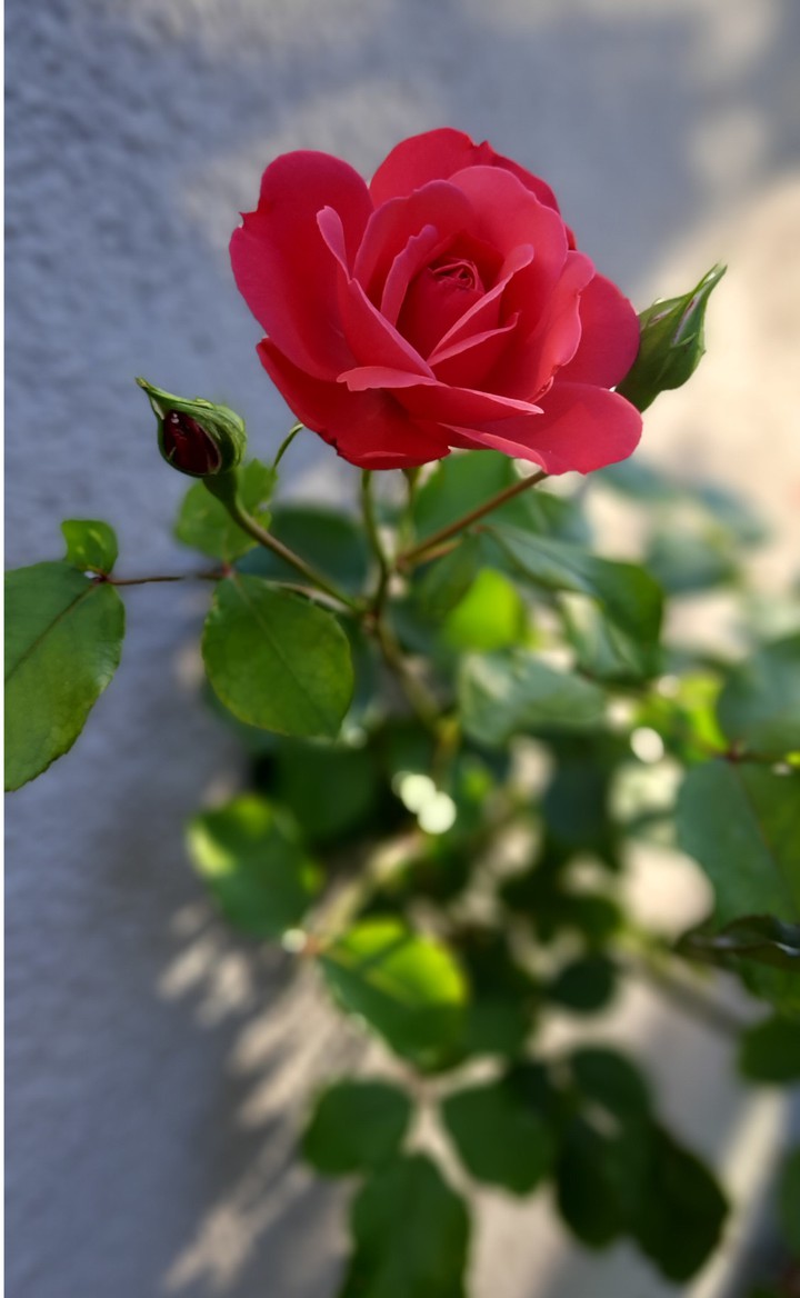 Red Rose