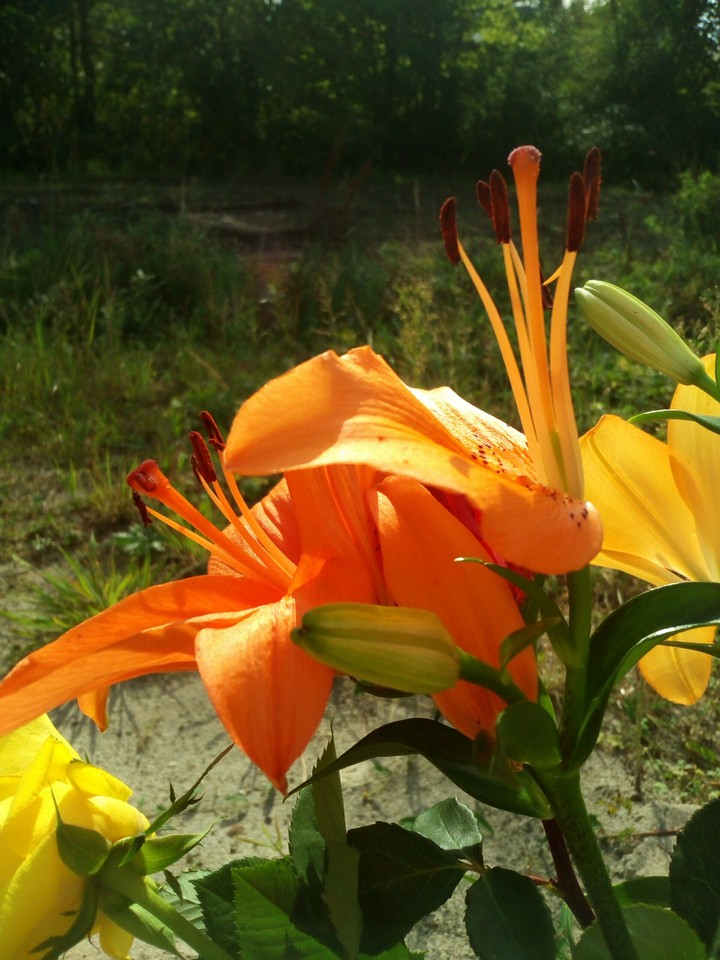 Flowers in the sun