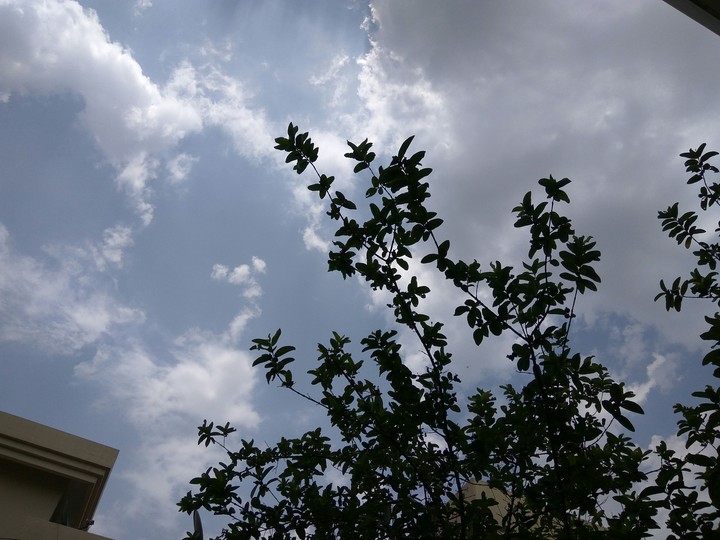 leaves