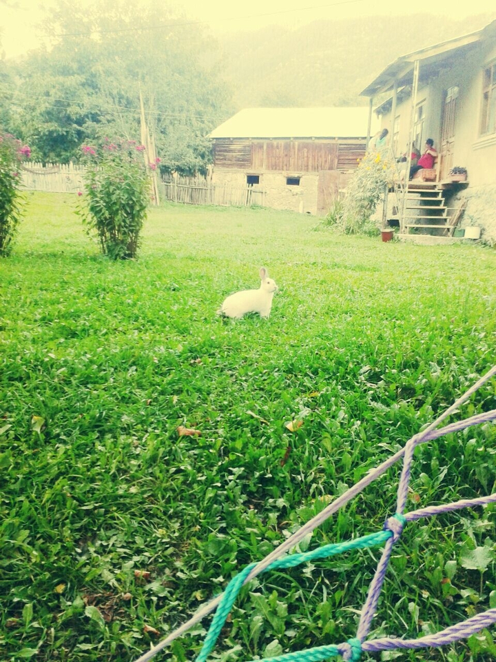 rabbit