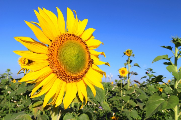 sunflower