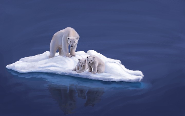 Polar bear