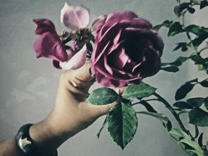 like a rose