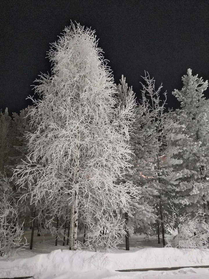 Чудесный лес