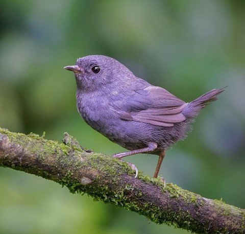 bird