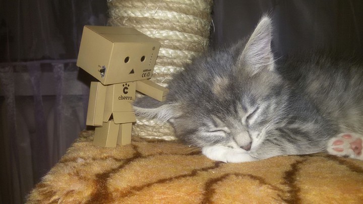 danboard