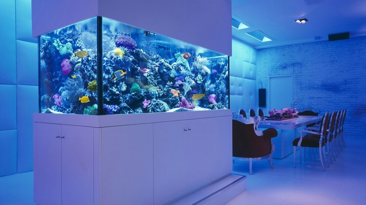 acuario