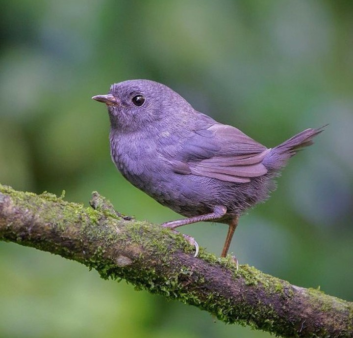bird