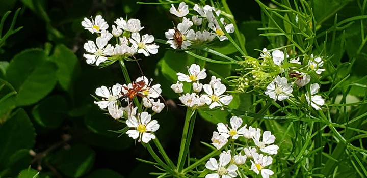 bugs