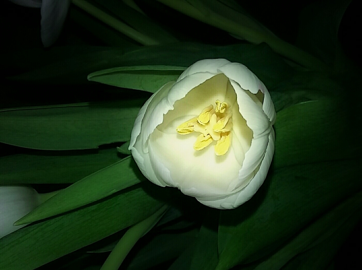 white tulip