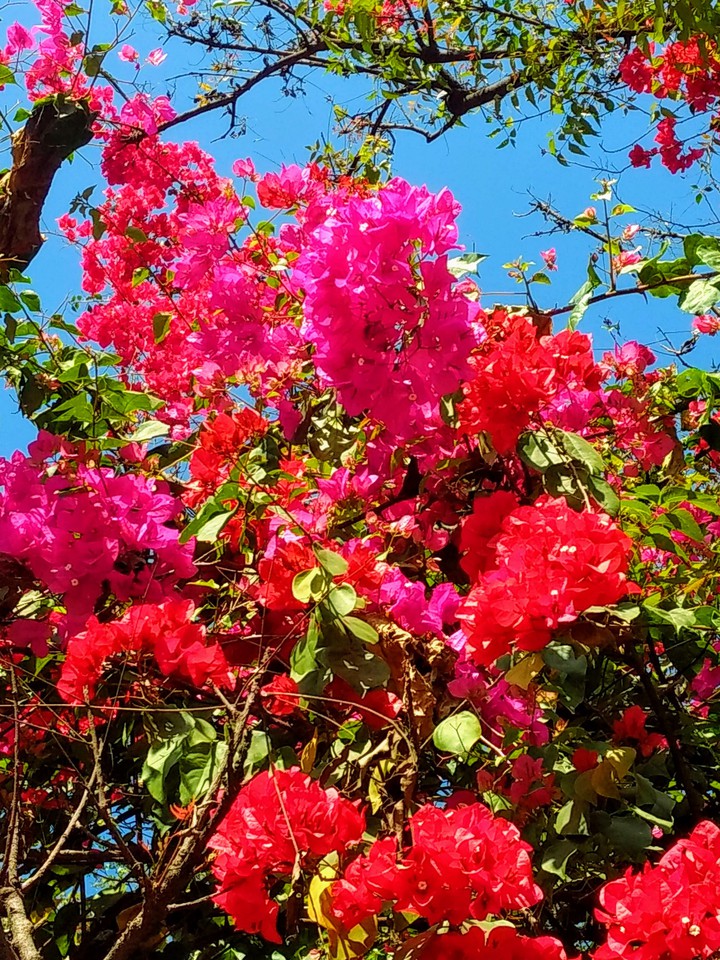 Flowers ?