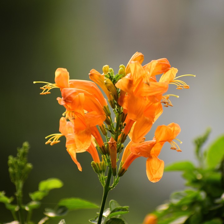 Beauty of flowers