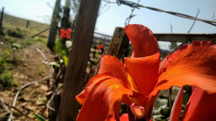 flower