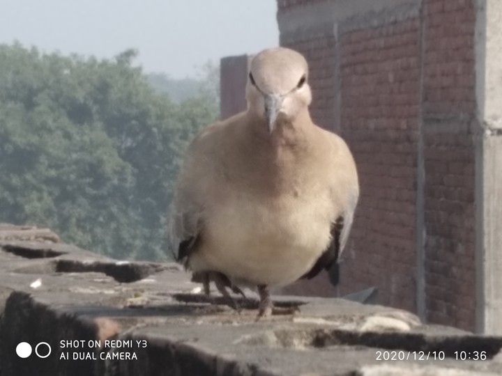 bird