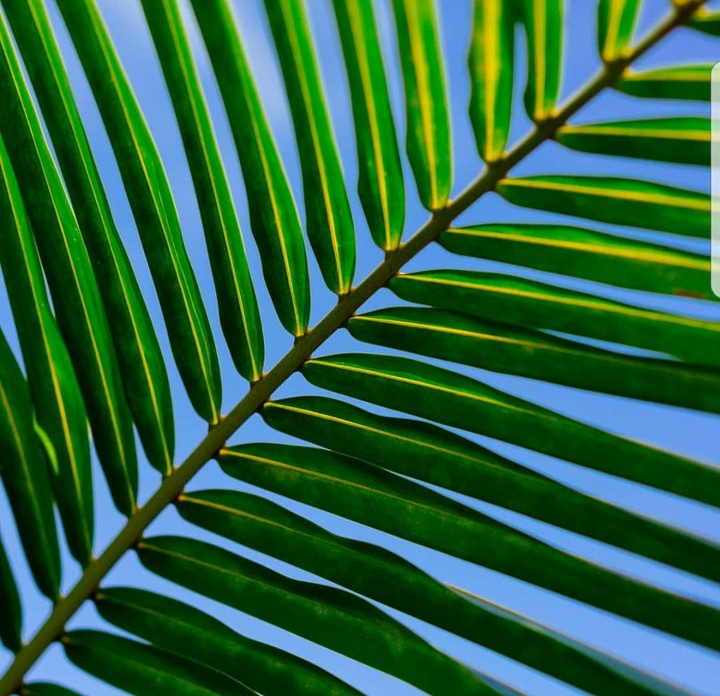 Palm Tree in beautiful Puerto Rico