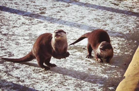 otterly amazing