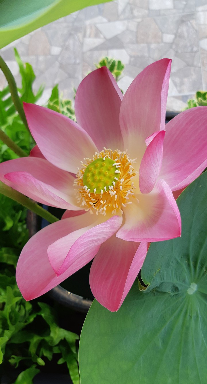 lotus