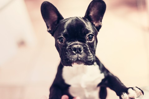 Cute dog