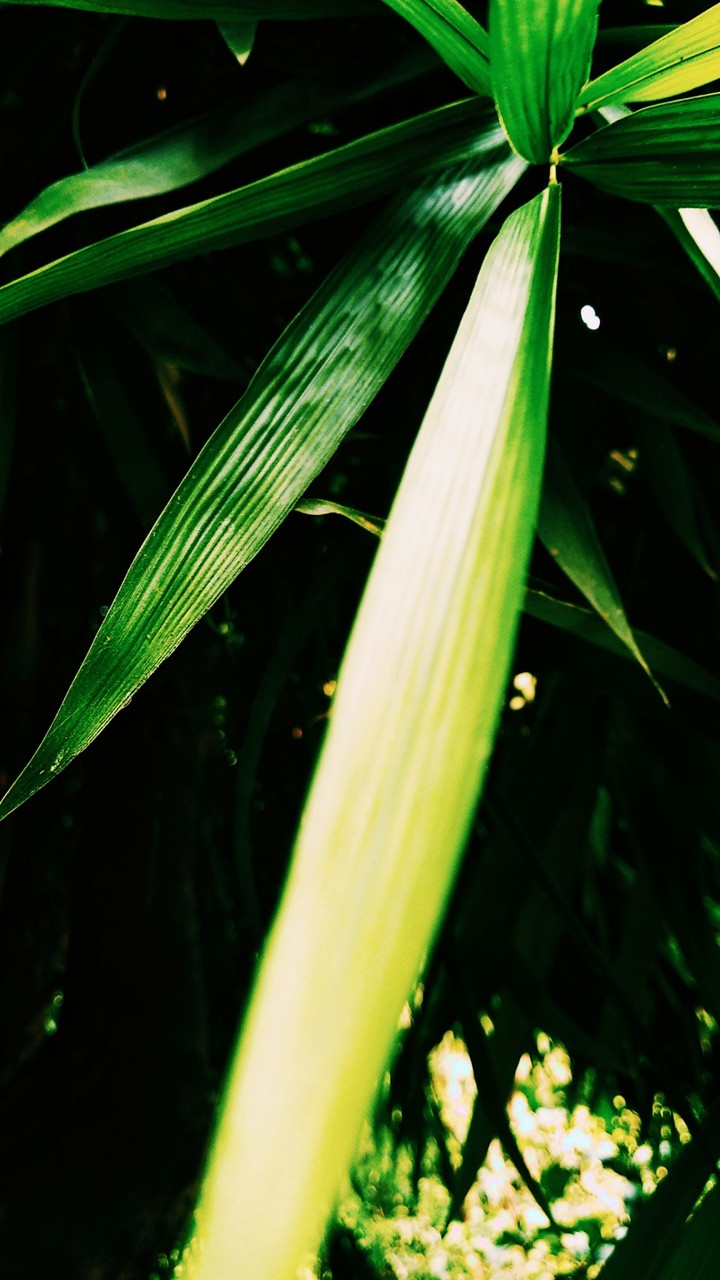 nature