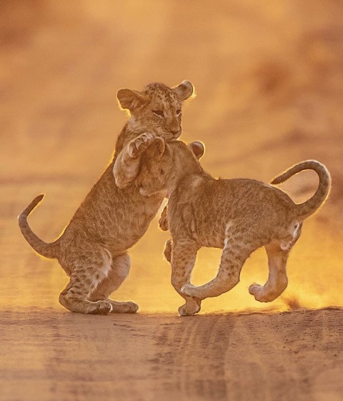 felidae, sculpture壁纸