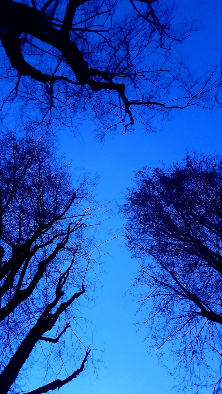 #BlueSky #Trees #Branches