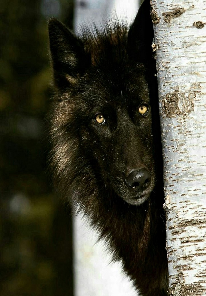 Peeping from the Tree Black Wolf Style