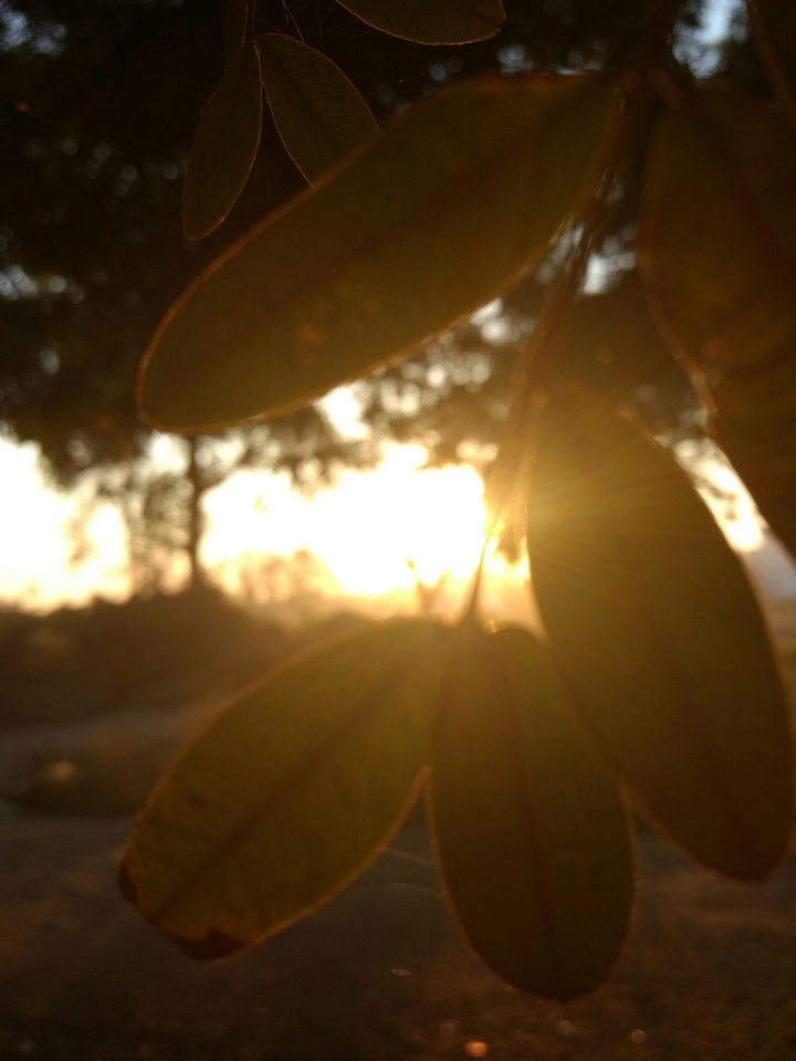 nature