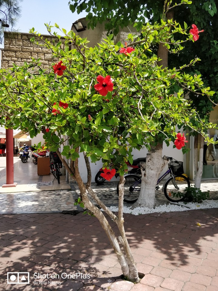 Hibiscus on the street