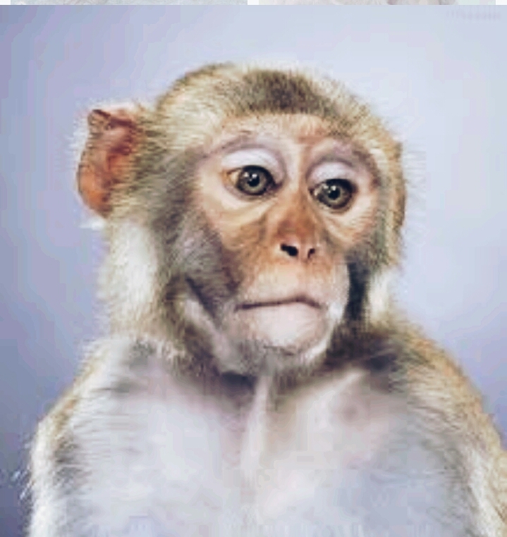 monkey