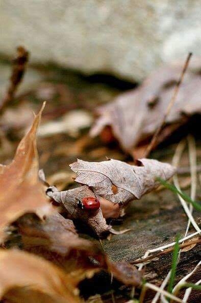 autum