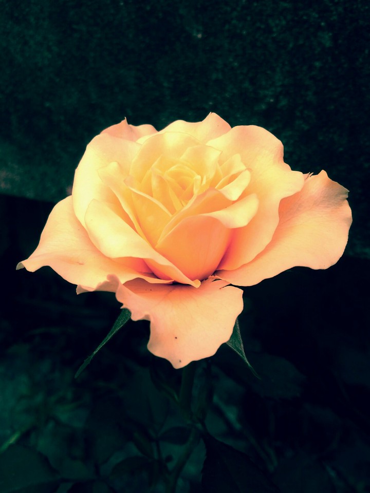 rose