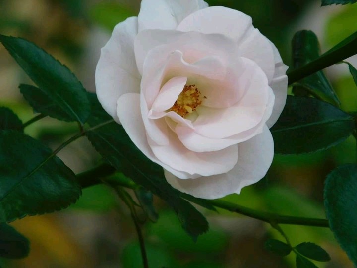 fiorabianca