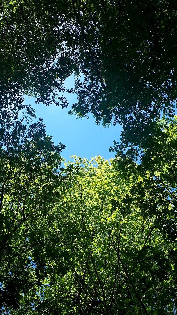 Through the treetops