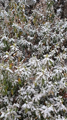 many snow